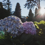 Orquídeas em Gramado-RS